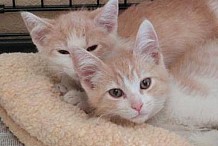 Etats-Unis: Un coup du destin inouï réunit deux chatons frères